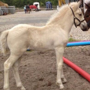 Skinfaxi fra Lysholm