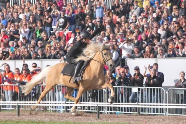 Sæla fra Þóreyjarnúpi